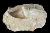 Mosasaur (Prognathodon) Tooth In Rock - Nice Tooth #74938-1